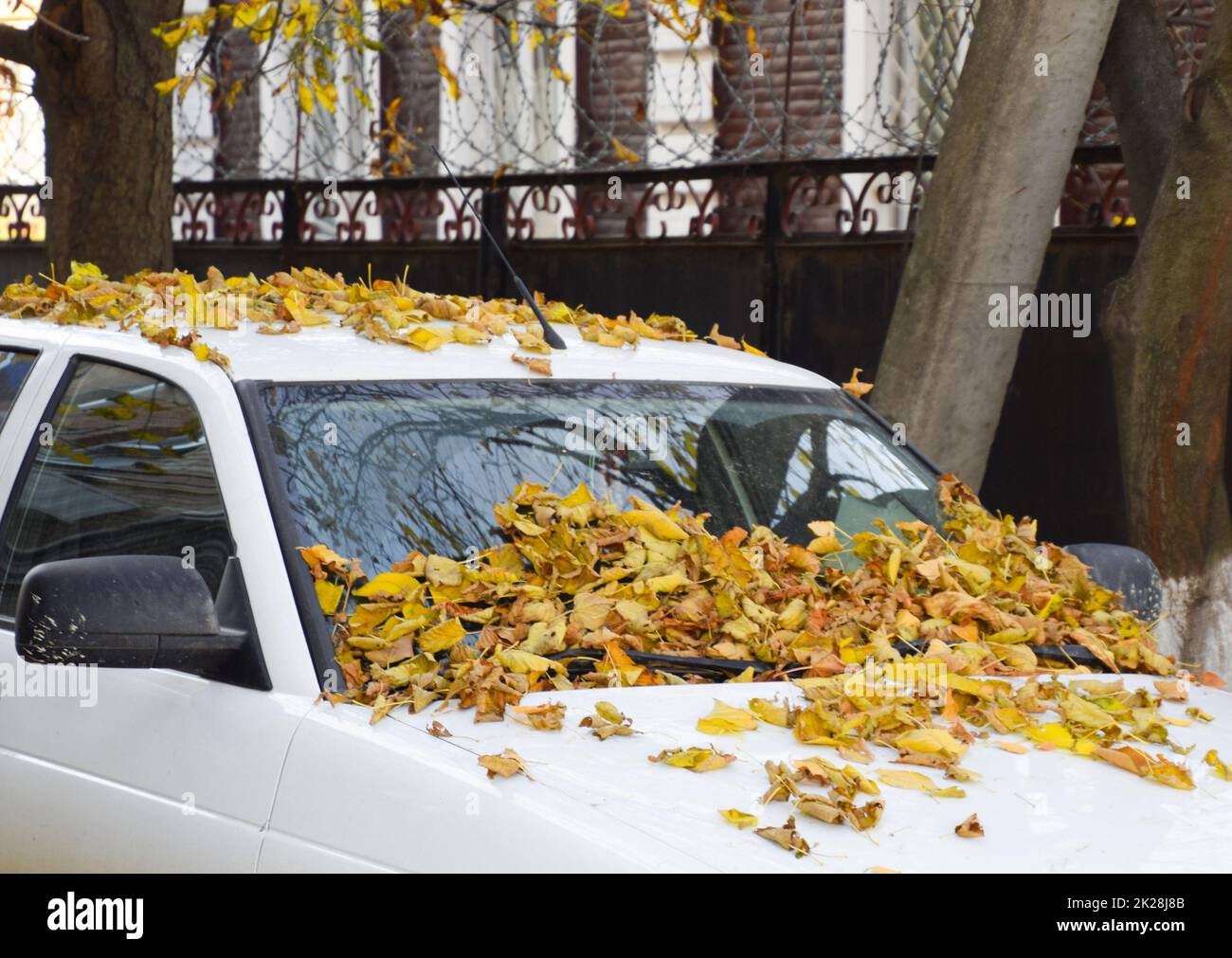 Trockene gelbe Blätter auf dem Auto. Herbstlaub Stockfoto