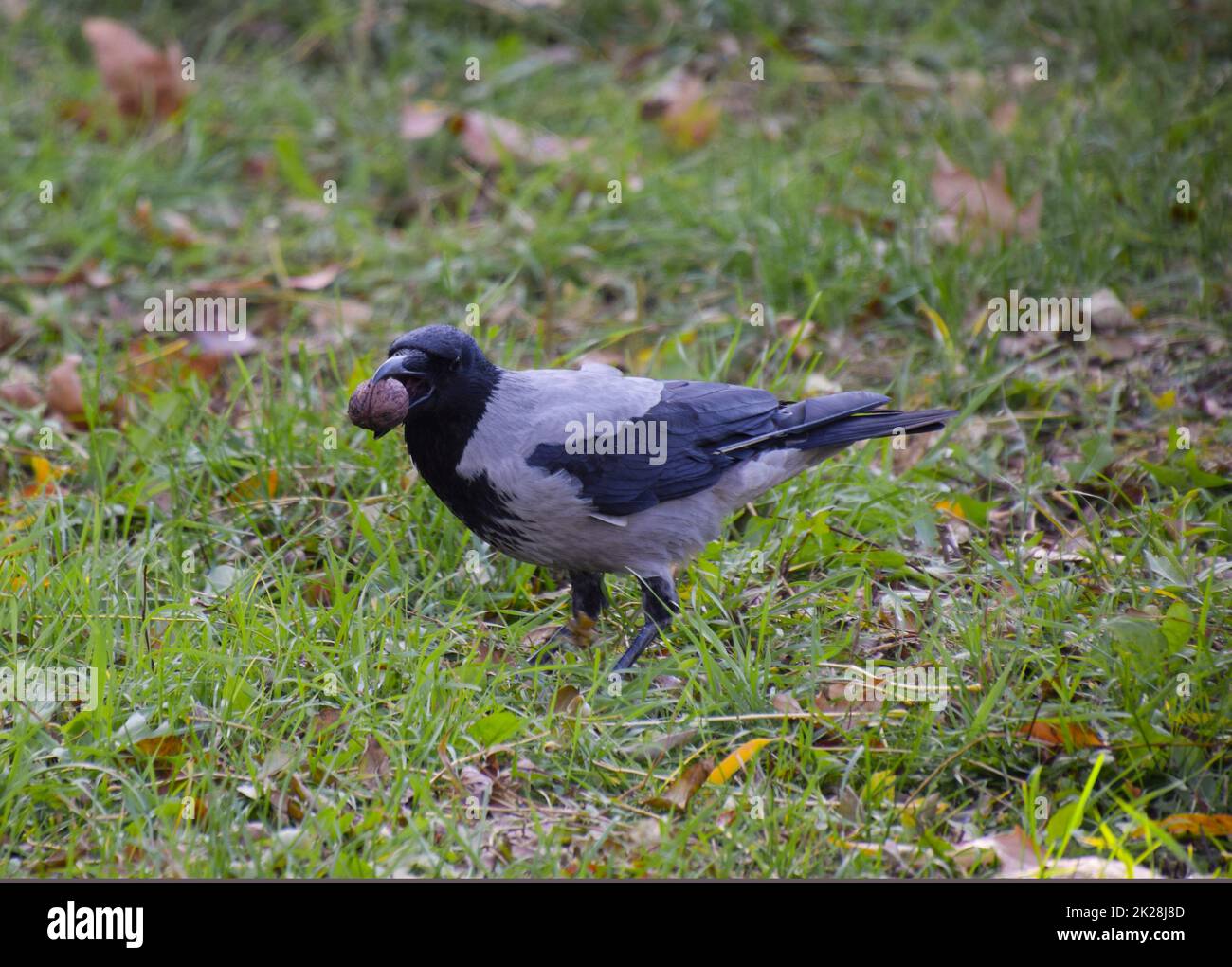 Krähe Holding einen Adler in seinem Schnabel. Nebelkrähe auf dem Gras. Ein Vogel der Familie Corvidae Stockfoto