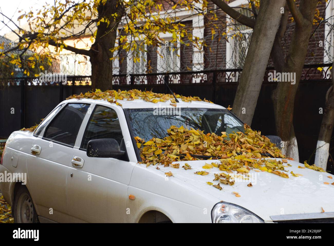 Trockene gelbe Blätter auf dem Auto. Herbstlaub Stockfoto