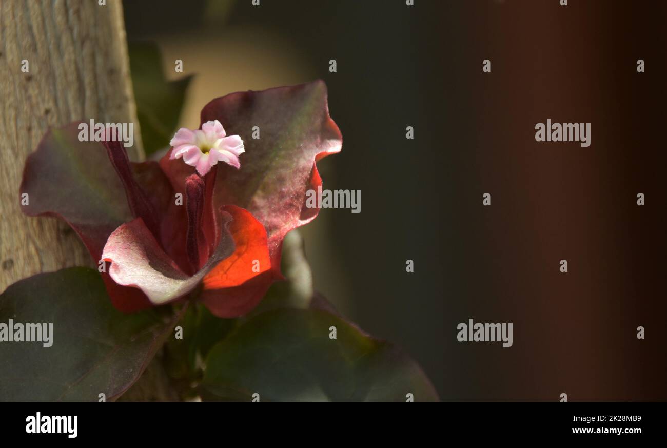 Nahaufnahme einer wunderschönen Bougainvillea-Blüte Stockfoto