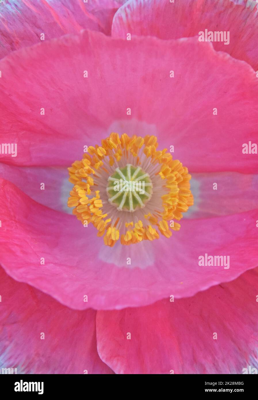 Nahaufnahme einer rosa Mohnblume Stockfoto