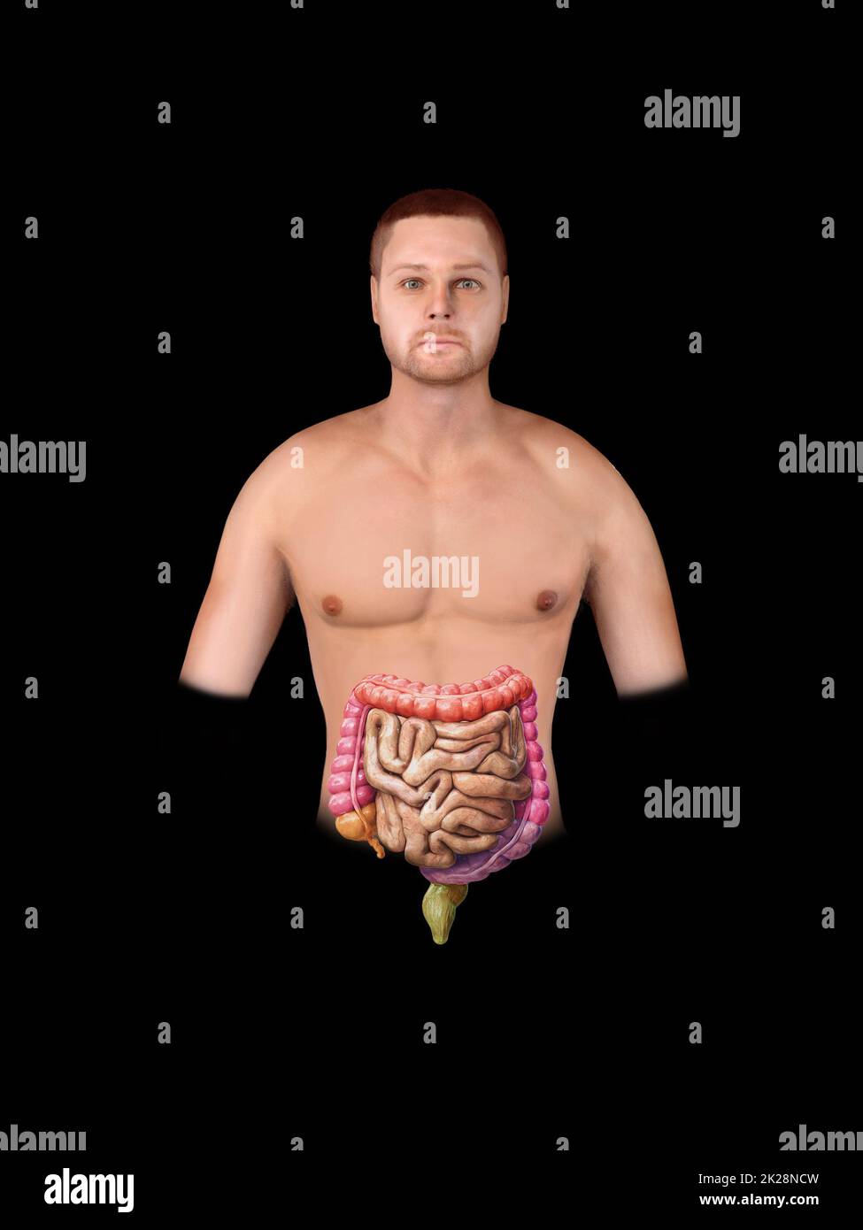 Dickdarm und Dünndarm auf weißem Boden isoliert. Die Anatomie des menschlichen Verdauungssystems. Gastrointestinaltrakt. 3D-Rendern Stockfoto