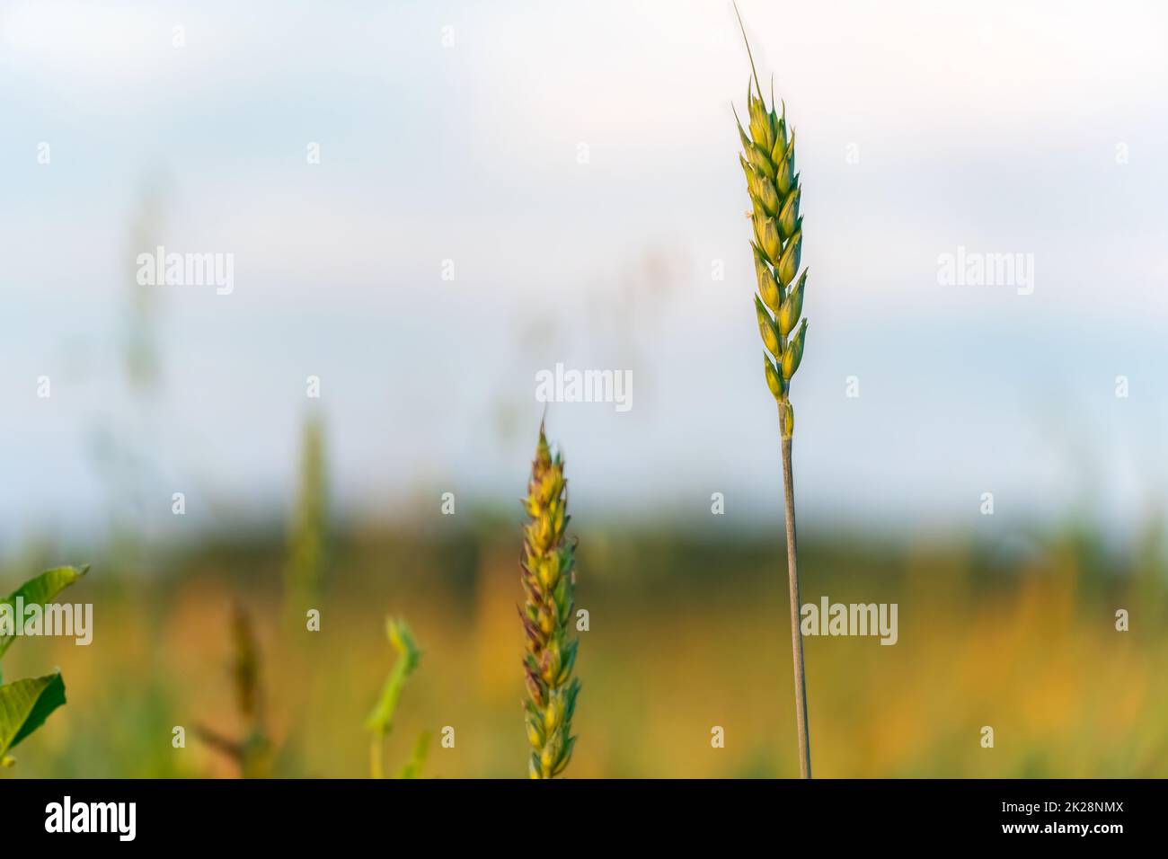 Anbau von Getreidepflanzen auf einem Feld oder einer Wiese. Weideohren schwingen im Wind vor dem Hintergrund von Sonnenlicht und blauem Himmel. Natur, Freiheit. Die Sonnenstrahlen werden durch die Getreidestiele scheinen. Ernte Stockfoto