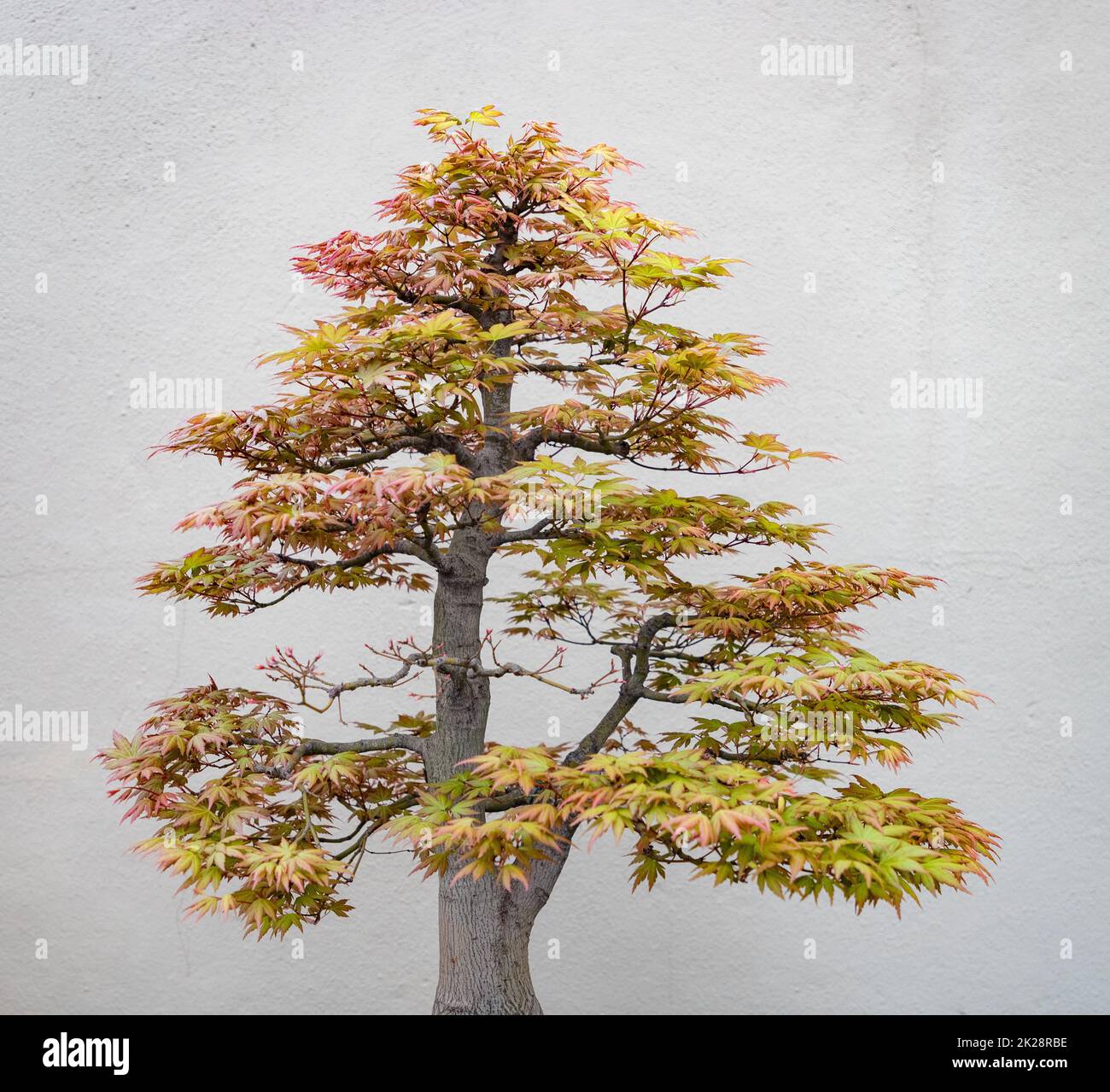 Japanischer Ahornbaum Stockfoto