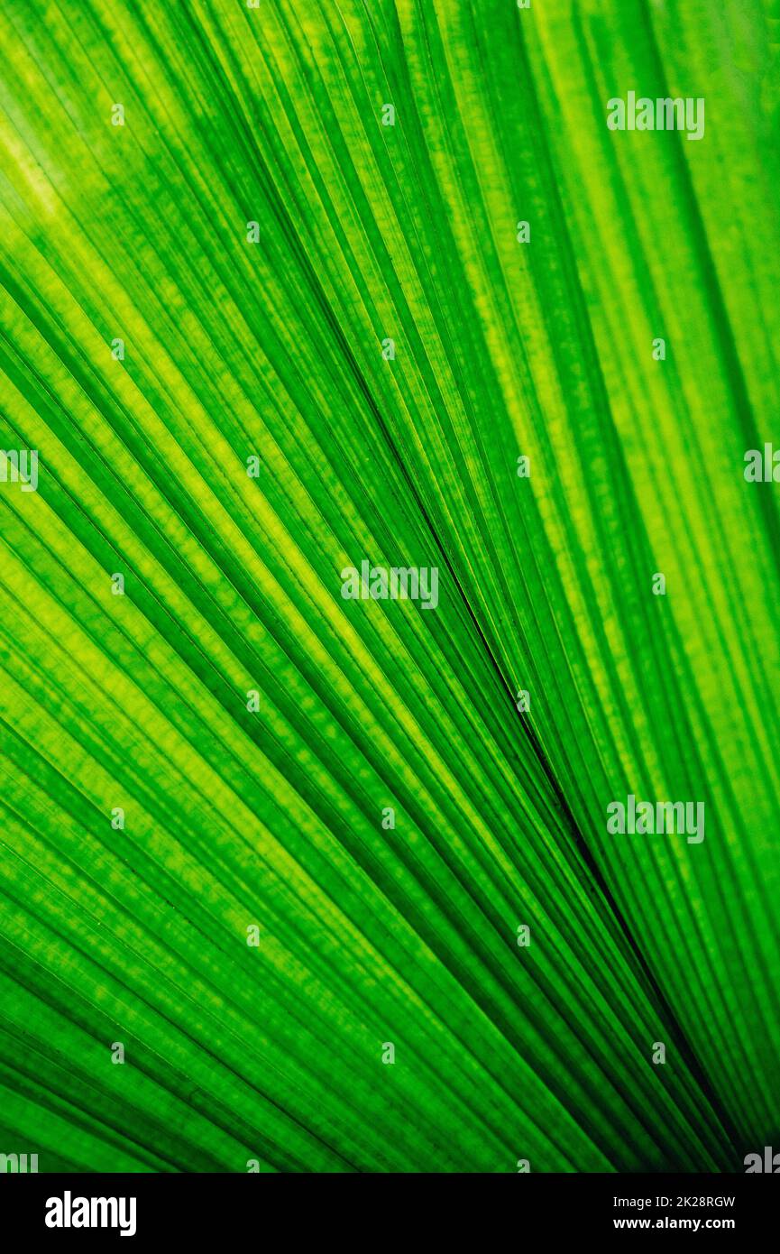 Tropische Blätter bunte Blume auf dunklen tropischen Pflanzen Natur Hintergrund dunkelgrünes Laub Natur Stockfoto