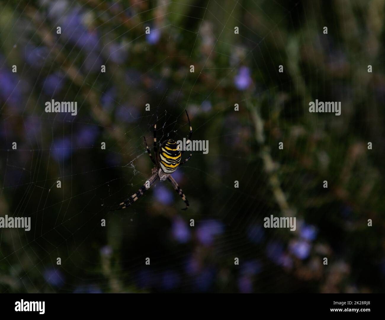 Wasp Spider Stockfoto