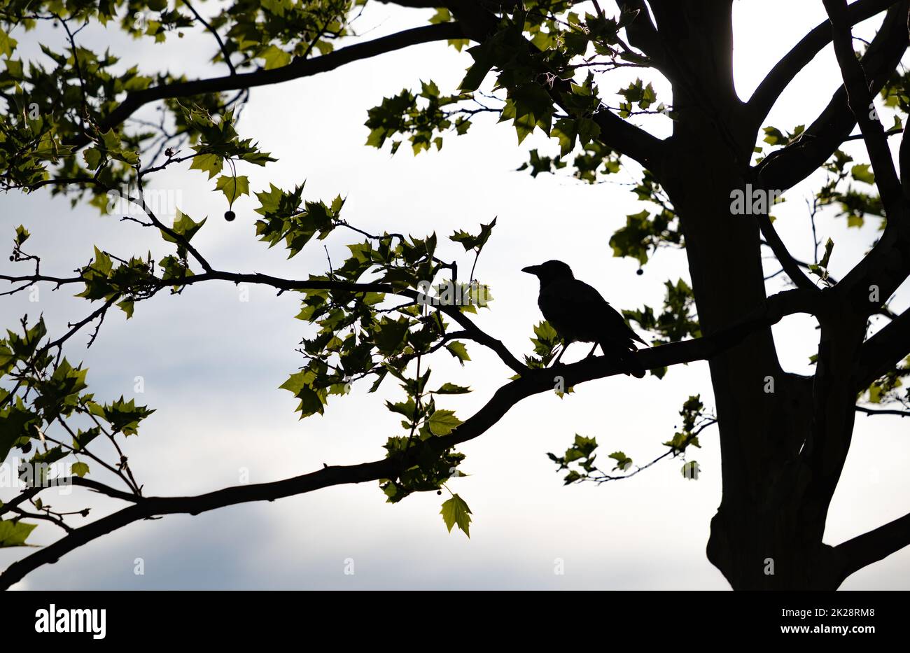 Raven auf einem Baum Stockfoto