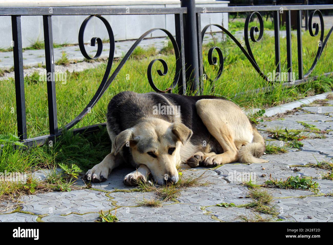 Ein großer streunender Hund liegt auf den Pflasterplatten mitten auf dem Stadtplatz Stockfoto
