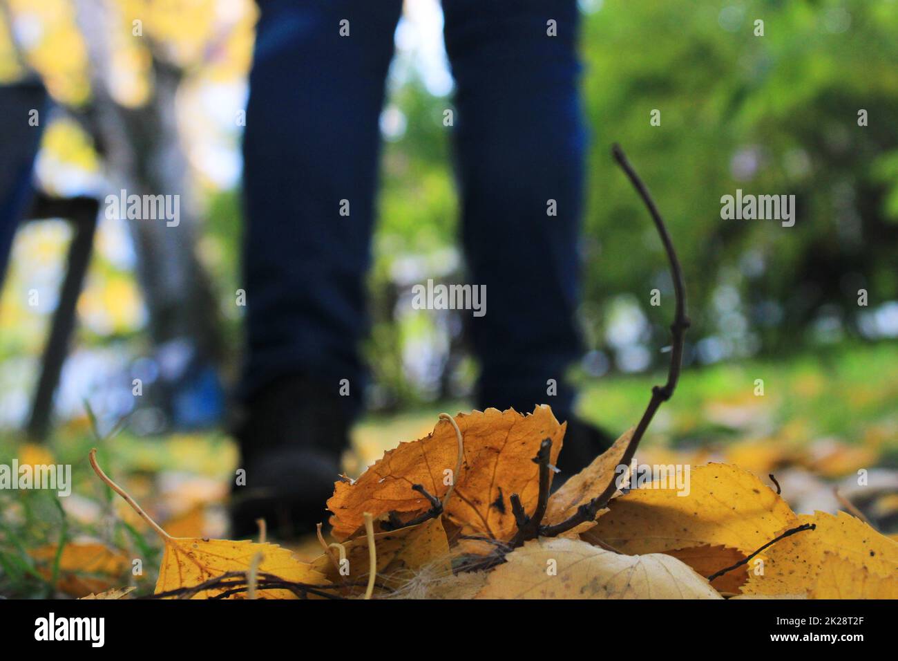 Damenbeine in blauen Jeans und schwarzen Sneakers vor dem Hintergrund der Herbstblätter gelb-orange. Unscharfer Hintergrund. Stockfoto