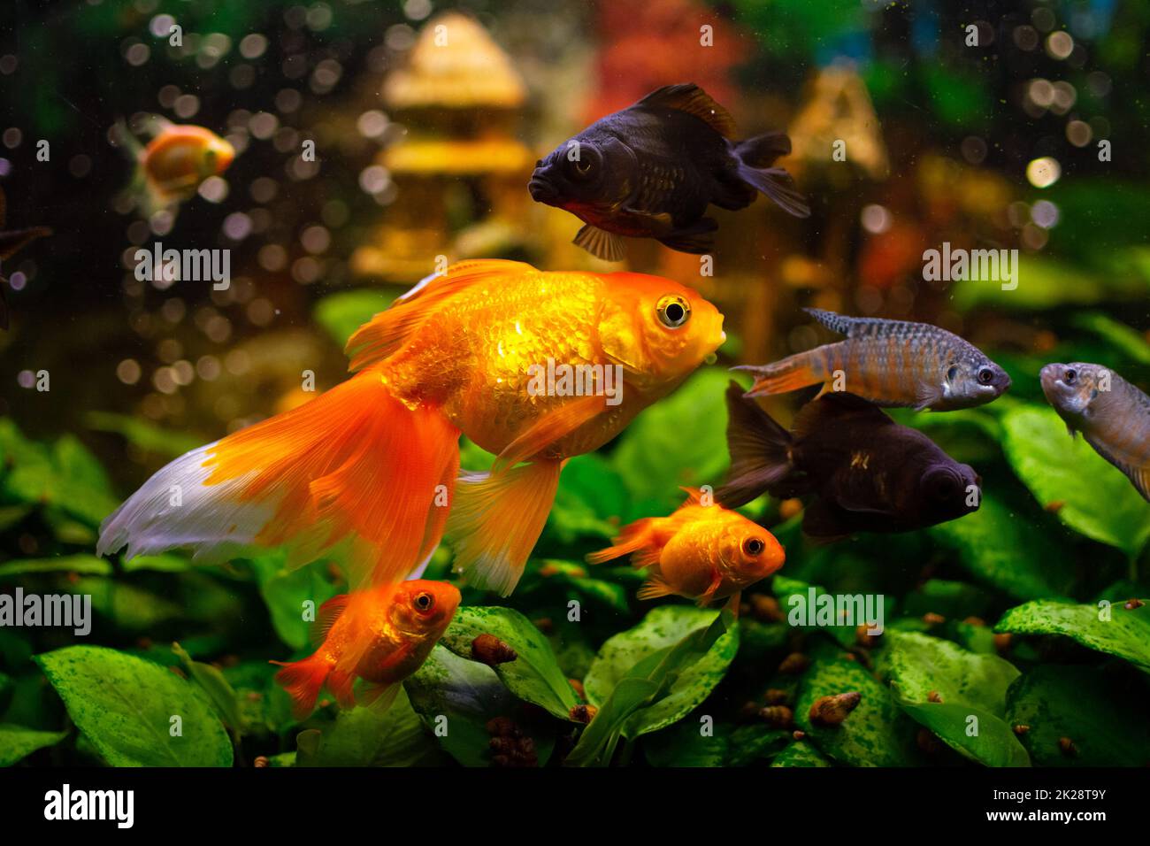 Schwarzmoor-Goldfische, Goldfische, Gurami im Süßwasseraquarium mit Wasserpflanzen Stockfoto