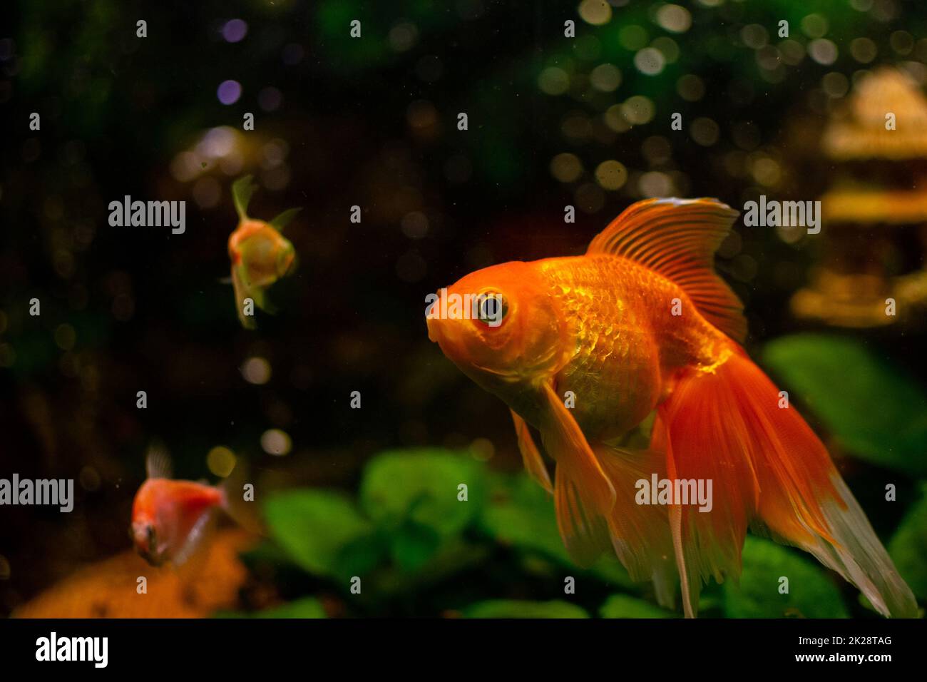 Goldfische im Süßwasseraquarium mit Wasserpflanzen und anderen Fischen Stockfoto