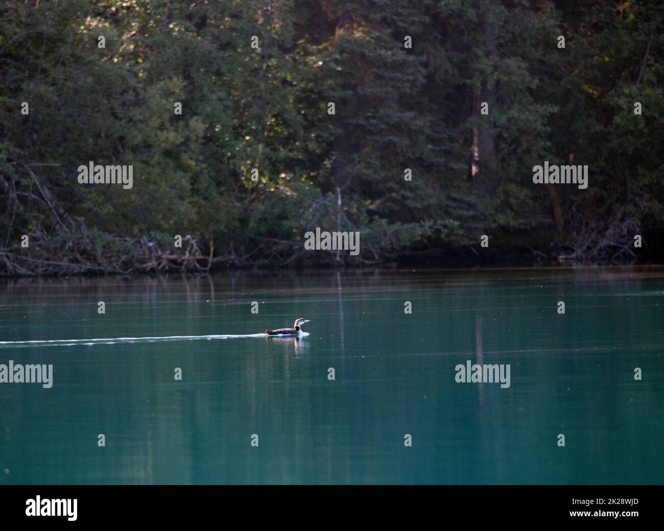 Gemeinsames Loon Schwimmen auf dem Fluss Stockfoto