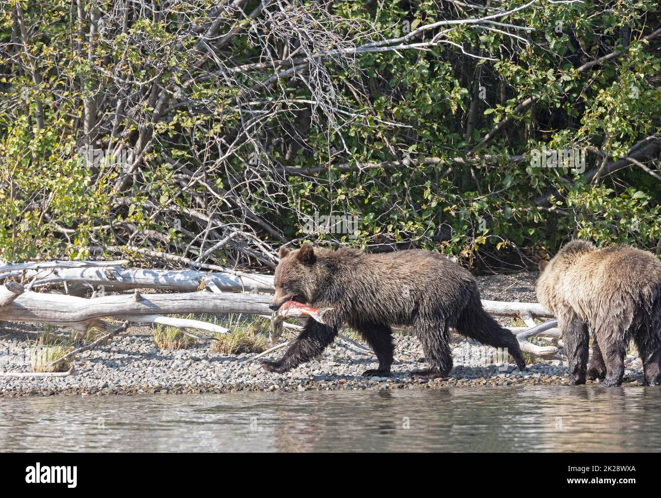 Grizzly Cub mit Lachs, der vor dem Geschwisterchen läuft Stockfoto