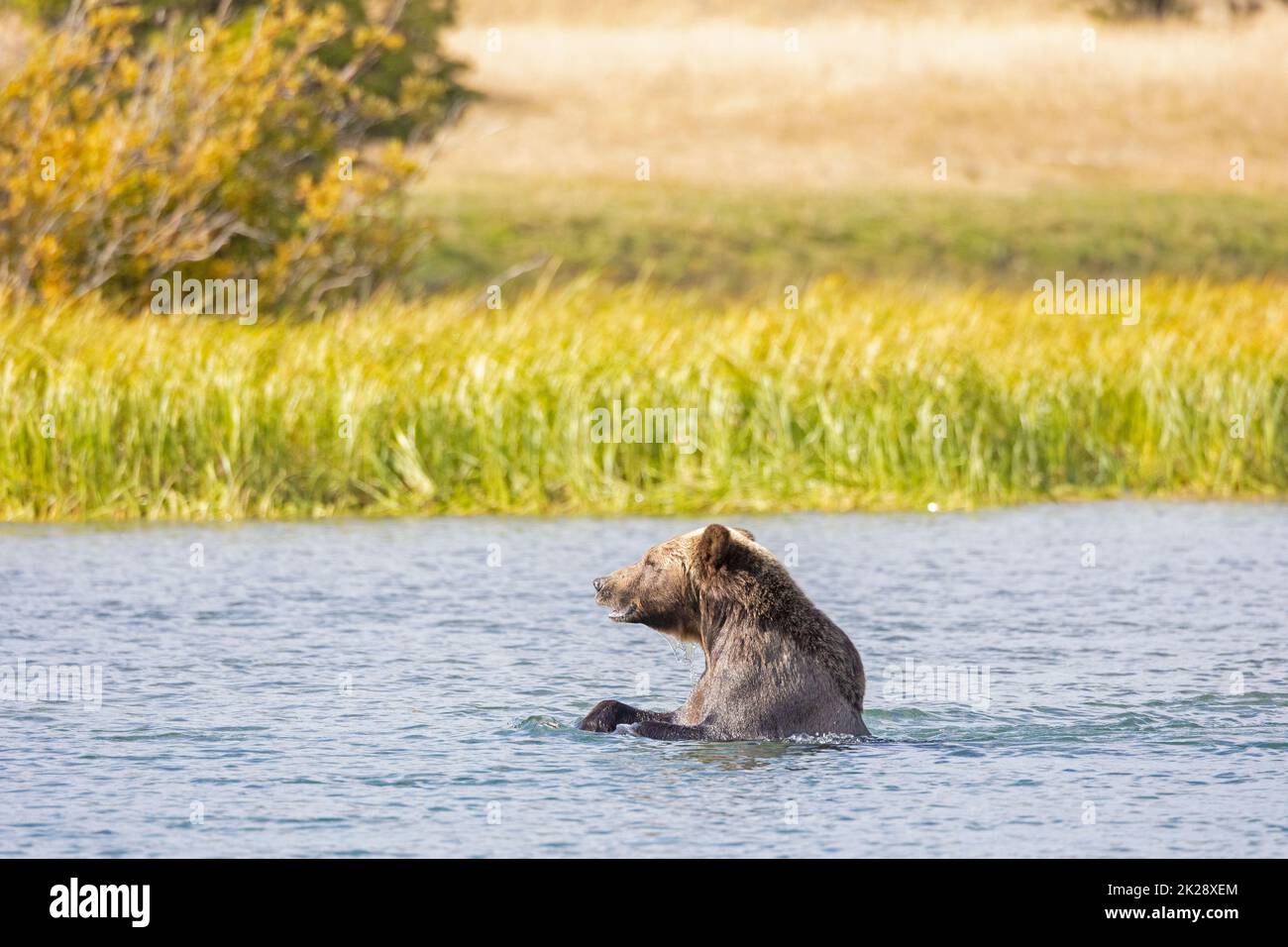 Grizzly Bear Shoulder tief im Chilko River Stockfoto