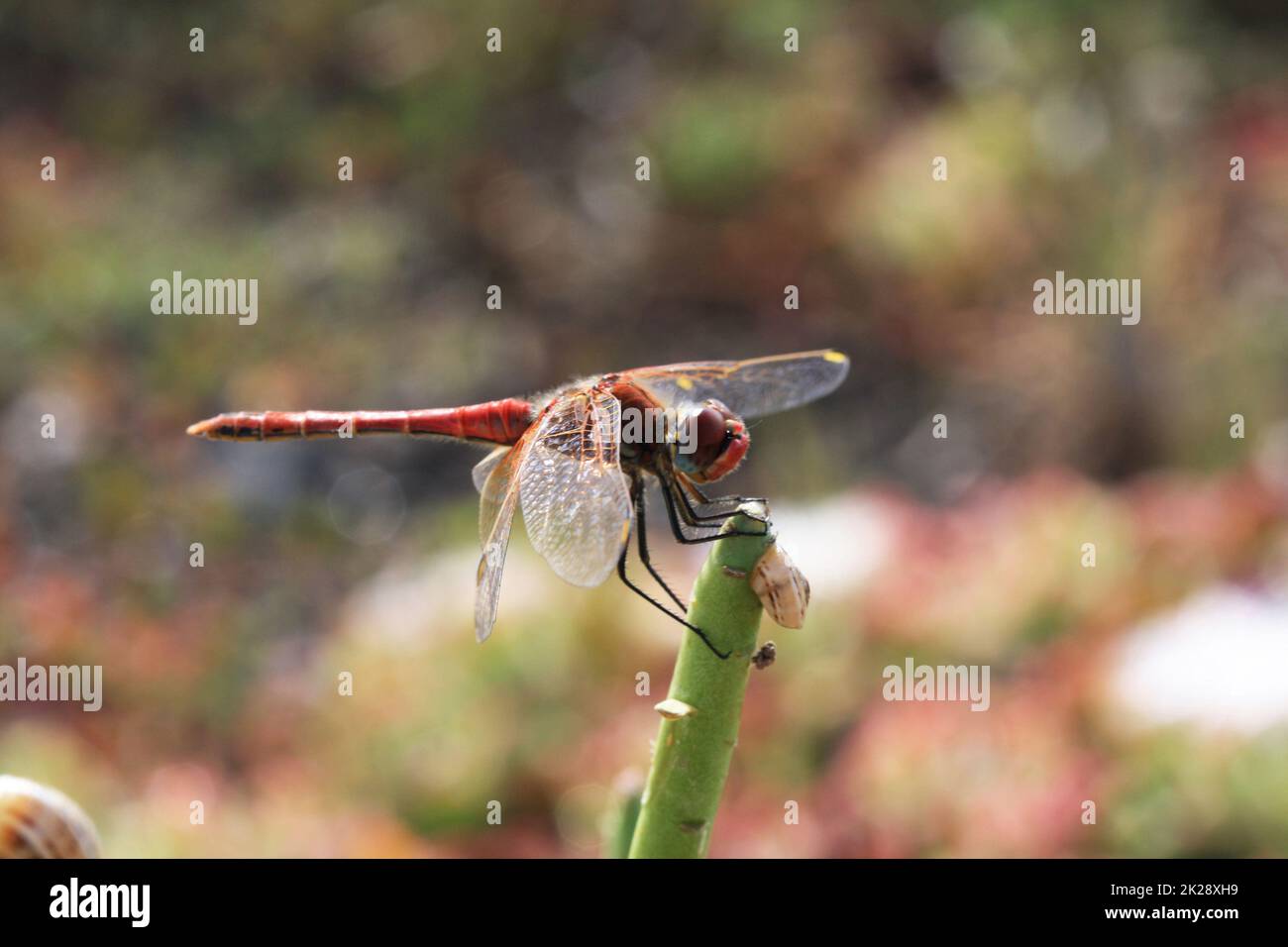 Libelle Stockfoto