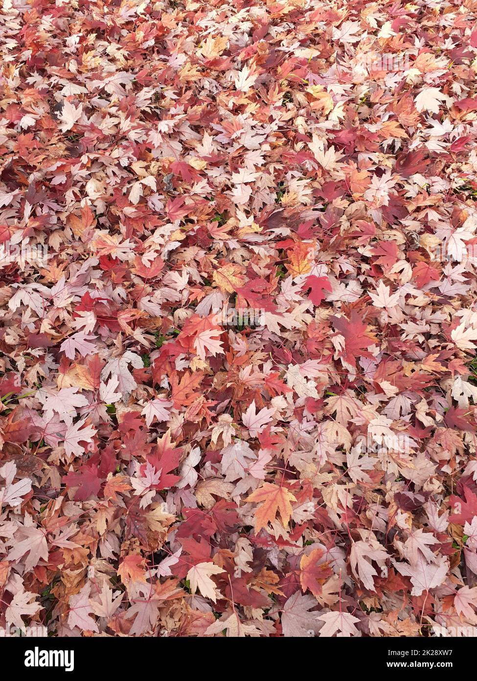 Arkansas Herbstblätter Stockfoto