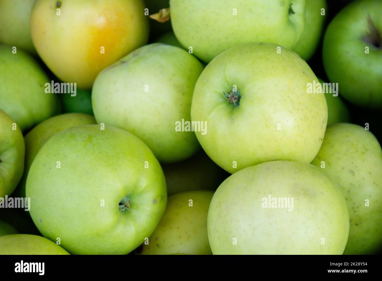 Grüne ungewaschene Äpfel. Frische Ernte von grünen Äpfeln Stockfoto