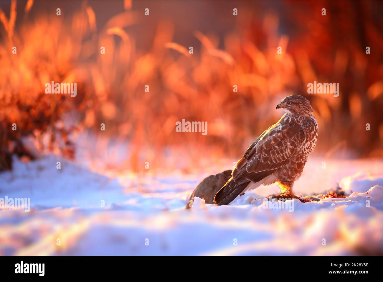 Wilder Bussard, der im Winter auf dem Schnee sitzt und von der Morgensonne beleuchtet wird Stockfoto