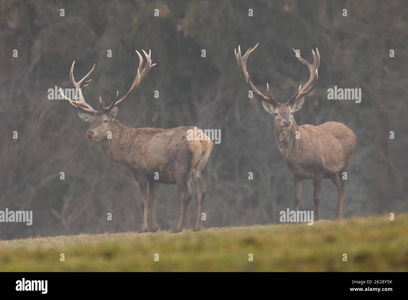 Rothirschhirsche, die aus einem Nebel in der herbstlichen Natur hervorgehen Stockfoto