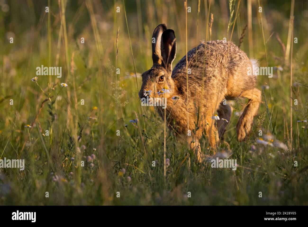 Brauner Hase springt im Gras im Sonnenlicht des Frühlings Stockfoto