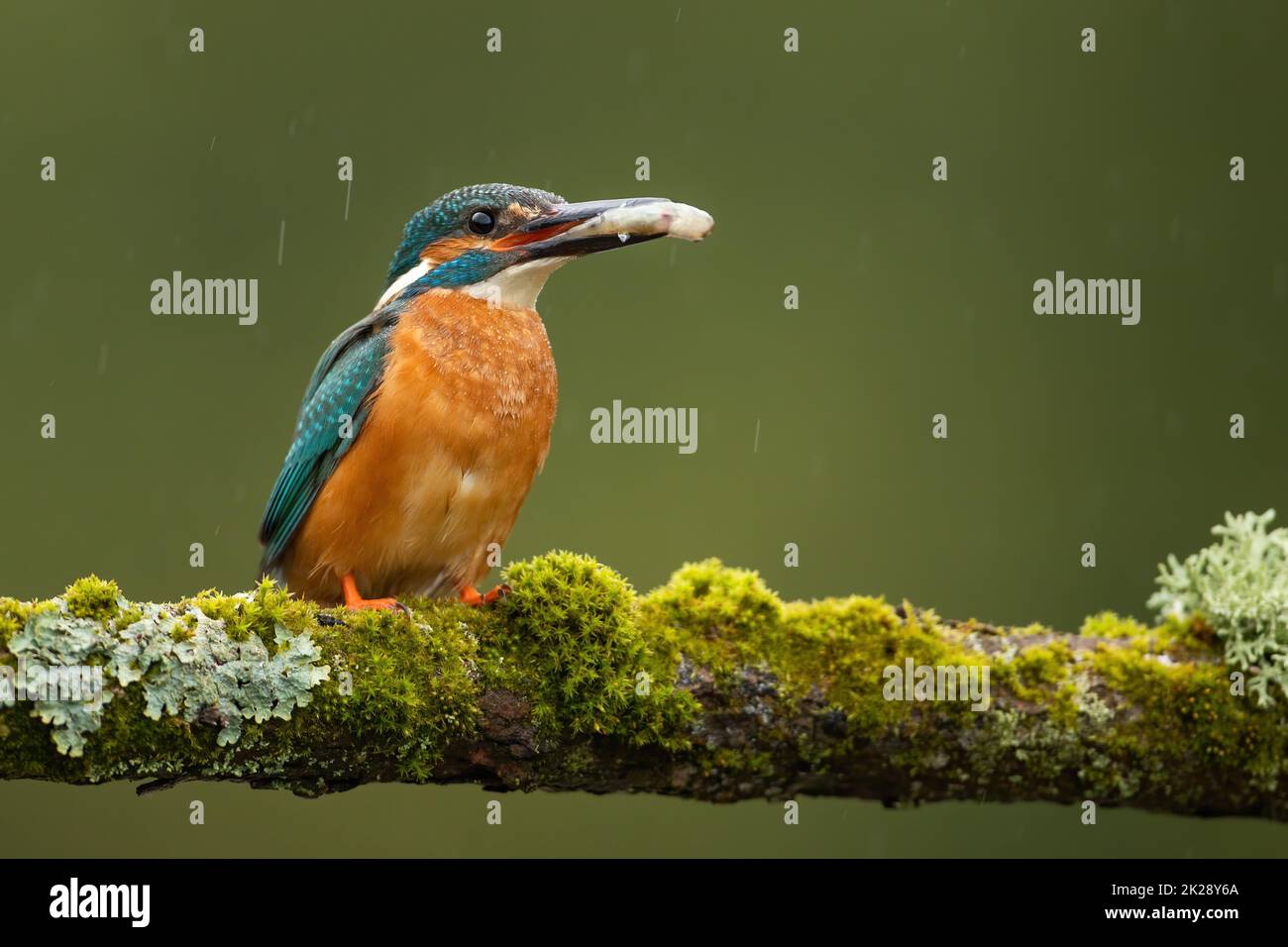 Gewöhnlicher Eisvögel, der Fische im Schnabel auf moosem Ast hält Stockfoto