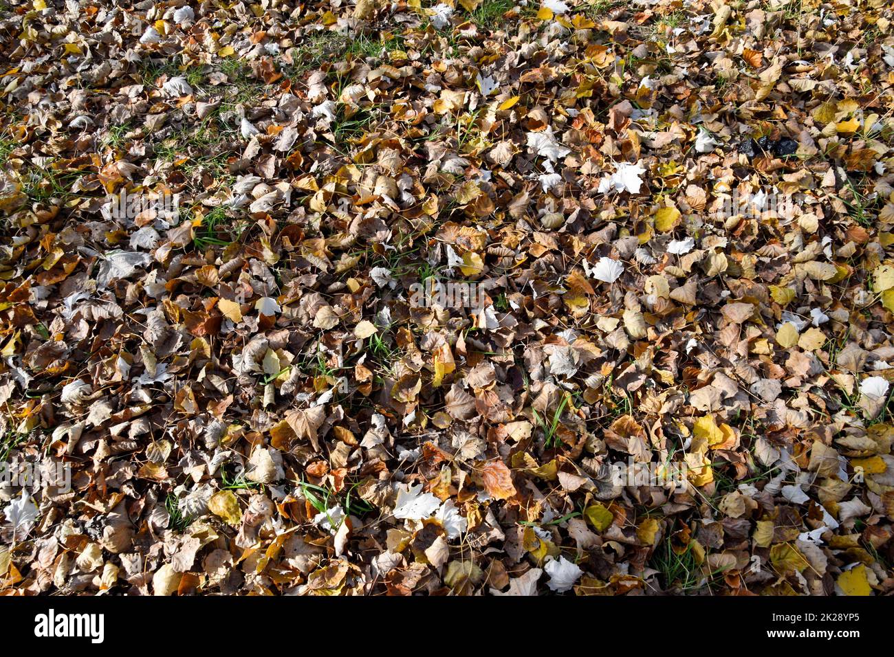Sammlung von schönen bunten Herbstlaub Stockfoto