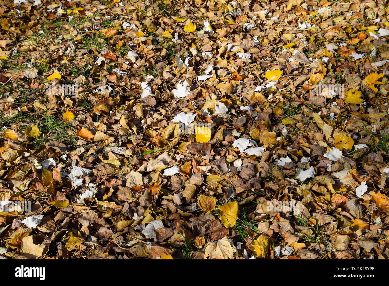 Sammlung von schönen bunten Herbstlaub Stockfoto