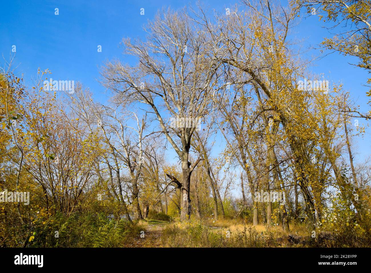 Herbstpappelbäume vergießen ihre Blätter. Der Fall in der Natur Stockfoto