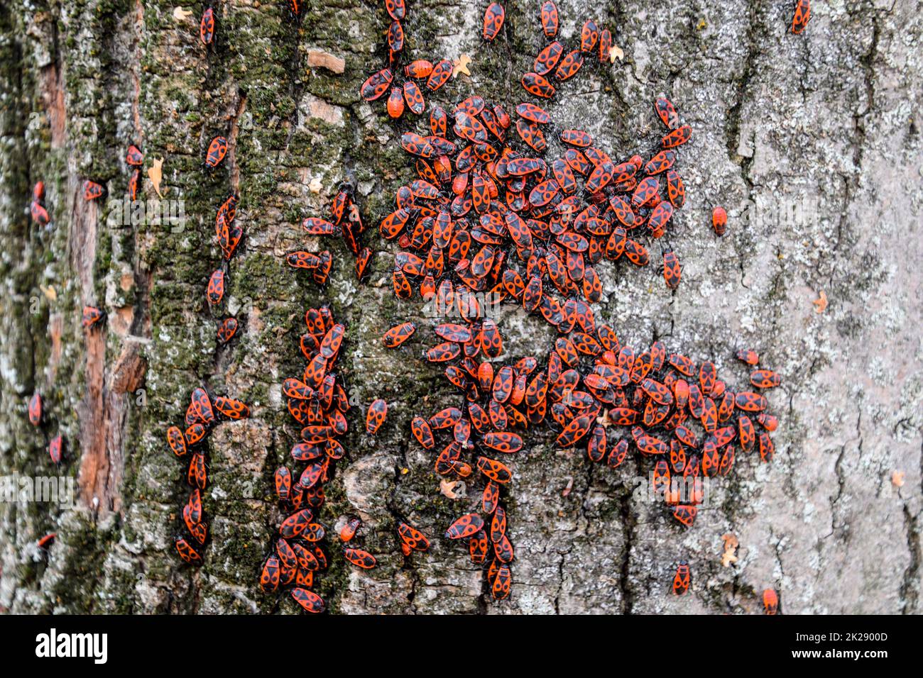 Rote Käfer sonnen sich in der Sonne auf Baumrinde. Herbstsoldaten für Käfer Stockfoto
