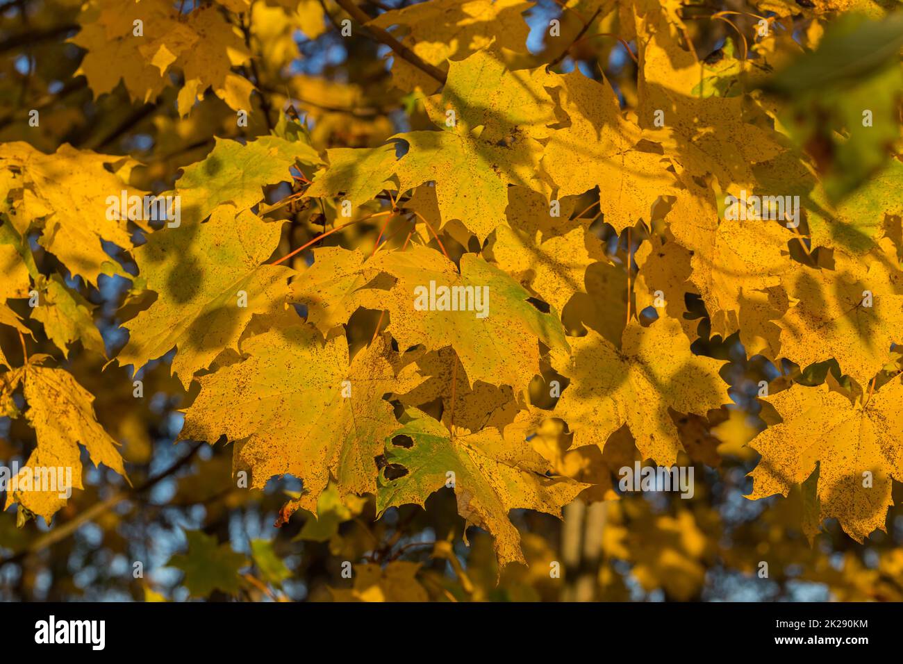 Ahornbaum Herbst Gelbe Blätter natürliches Foto Stockfoto