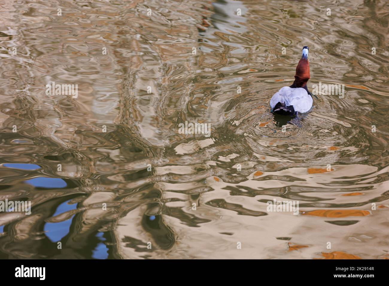 Duck dich auf farbiges Wasser trinken Stockfoto