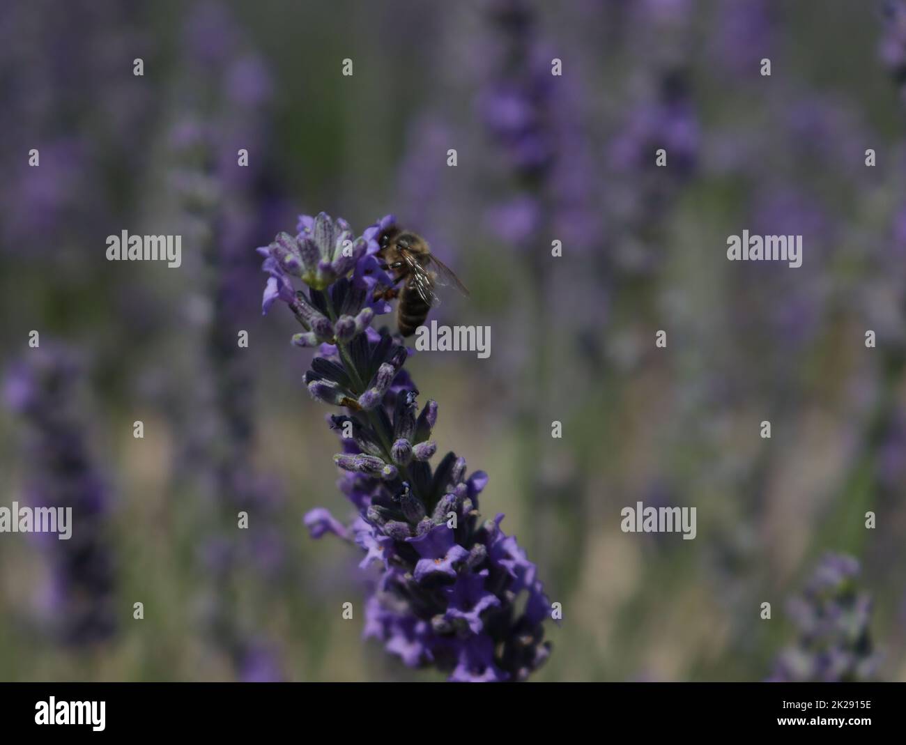 Schöne Feld Lavendel Blumen Aroma natürliche Farbe Insektenöle Stockfoto