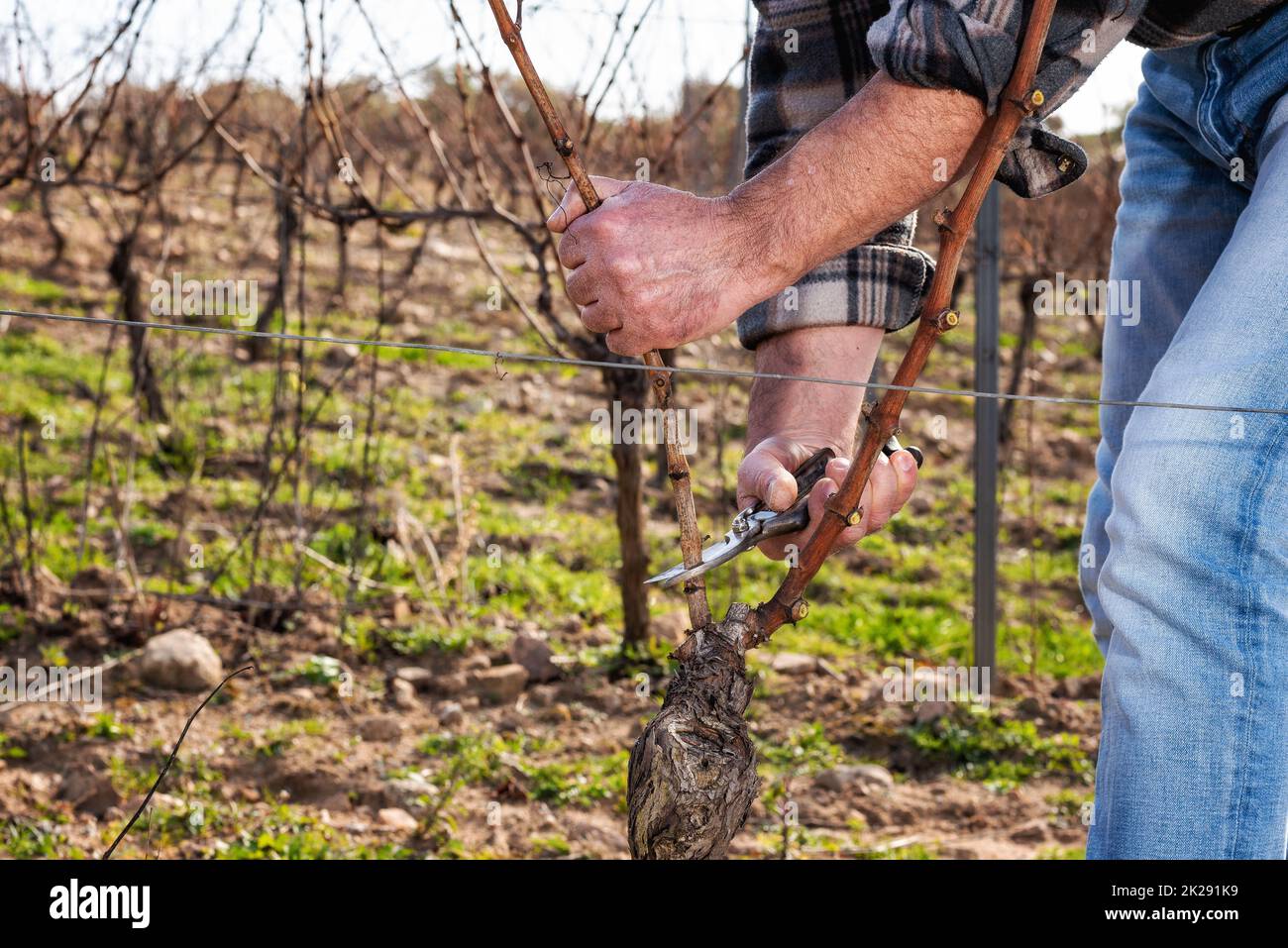 Ein Bauer, der im Winter den Reben schneidet. Landwirtschaft. Stockfoto