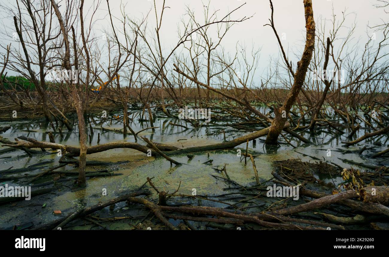 Toter Baum im überfluteten Wald mit Abwasser. Umweltkrise durch den Klimawandel. Katastrophe durch Entwaldung. Bäume, die vom Klimawandel tot sind. Traurige Natur. Baggerlader, der hinter toten Bäumen arbeitet. Stockfoto