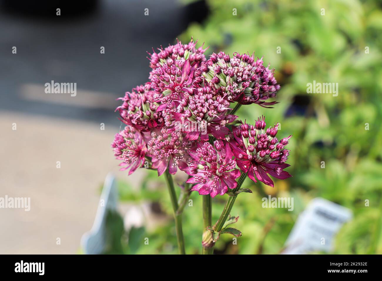 Zarte Ansicht der rosa Masterwürze Blütenköpfe Stockfoto