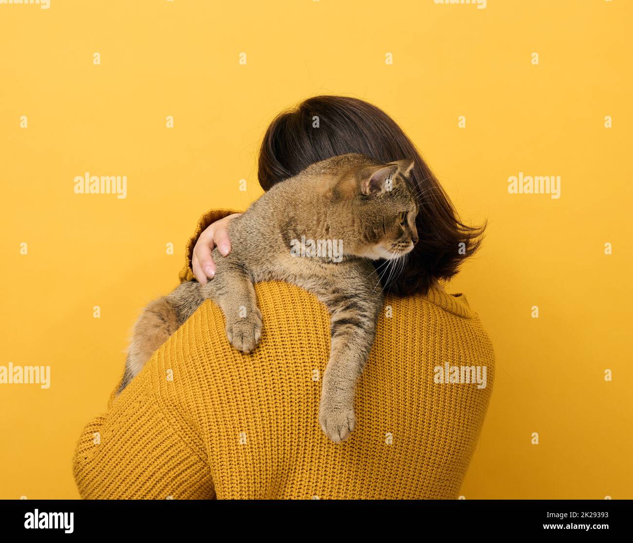 Eine Frau in einem orangefarbenen Pullover hält eine Erwachsene Scottish Straight Katze auf einem gelben Hintergrund. Liebe zu den Tieren Stockfoto