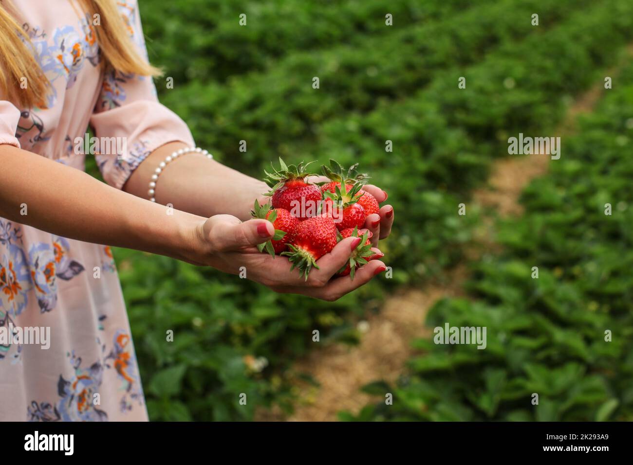 Junge Frau Hände halten frisch geernteten Erdbeeren selbst pflücken Erdbeerfeld im Hintergrund. Stockfoto