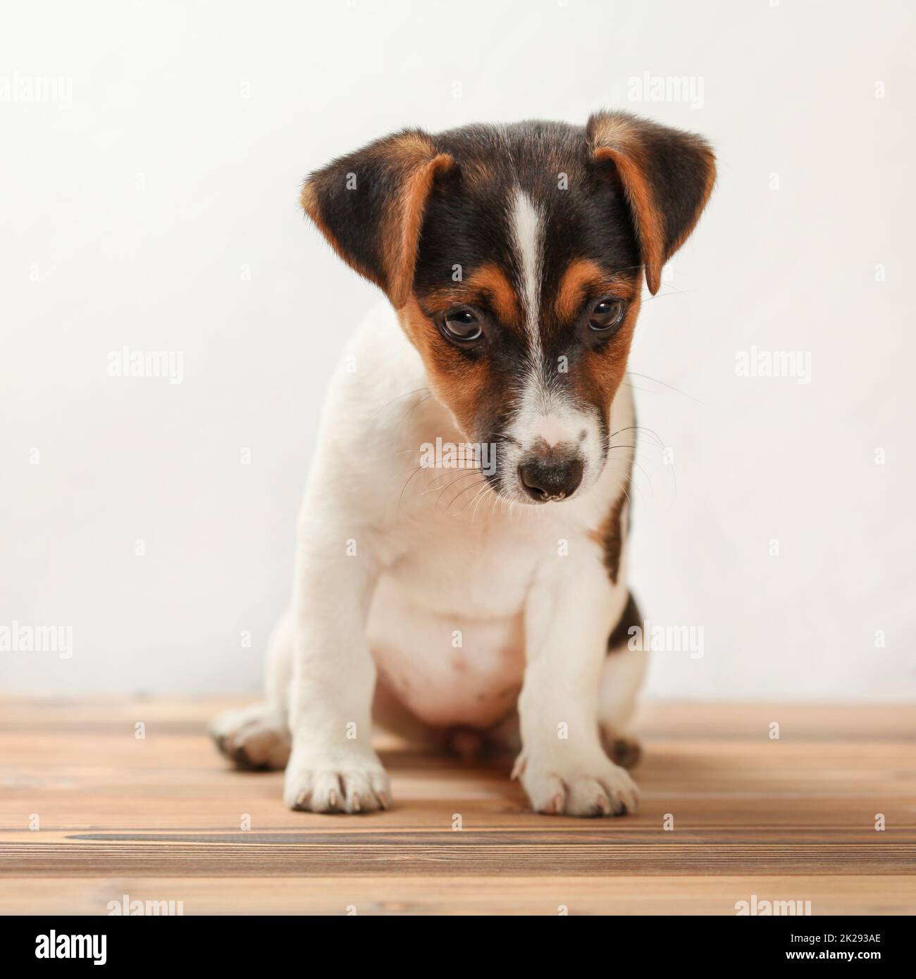 Zwei Monate alten Jack Russell Terrier Welpen, schüchtern, nach unten schaut, stehen an Bord Boden mit weißem Hintergrund. Stockfoto