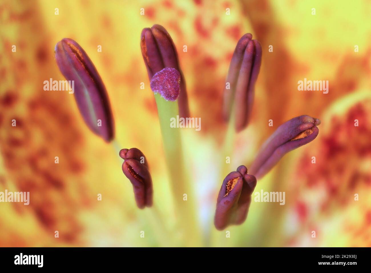 Makroansicht der Anthers auf einer Lilienpflanze Stockfoto