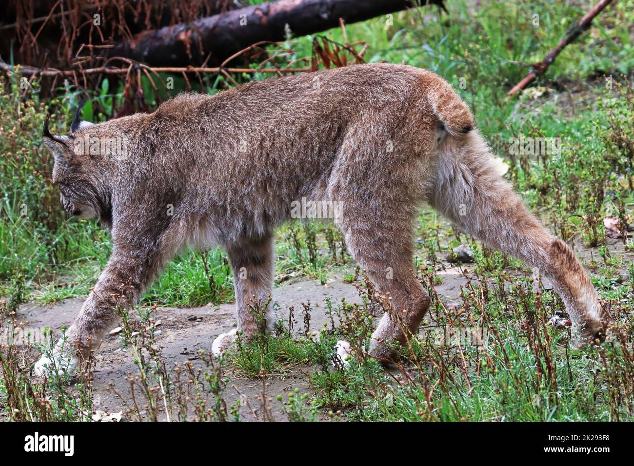 Blick auf einen Luchs, der von der Kamera weggeht Stockfoto