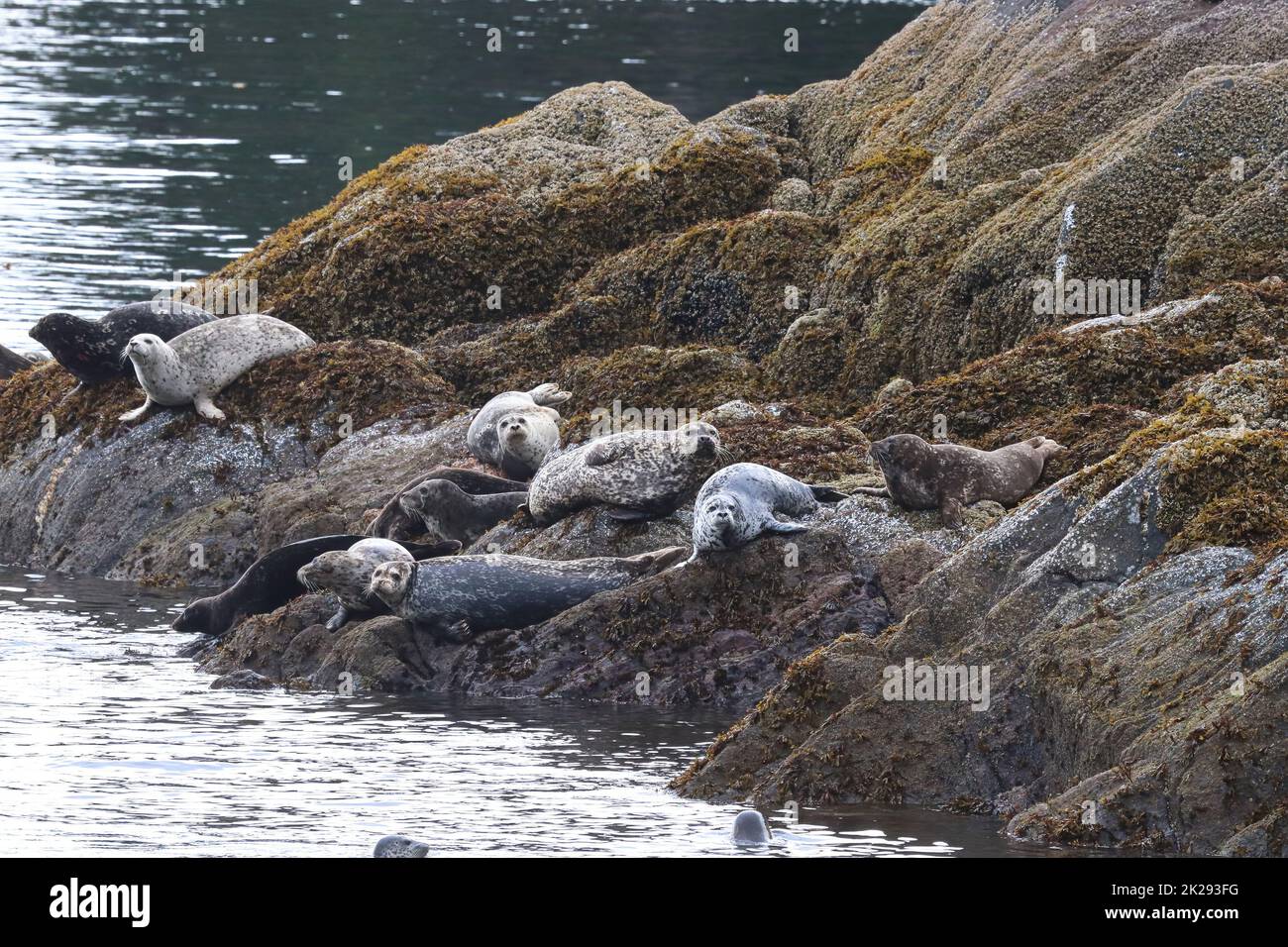 Im Sommer sonnen sich gewöhnliche Robben auf Felsen Stockfoto