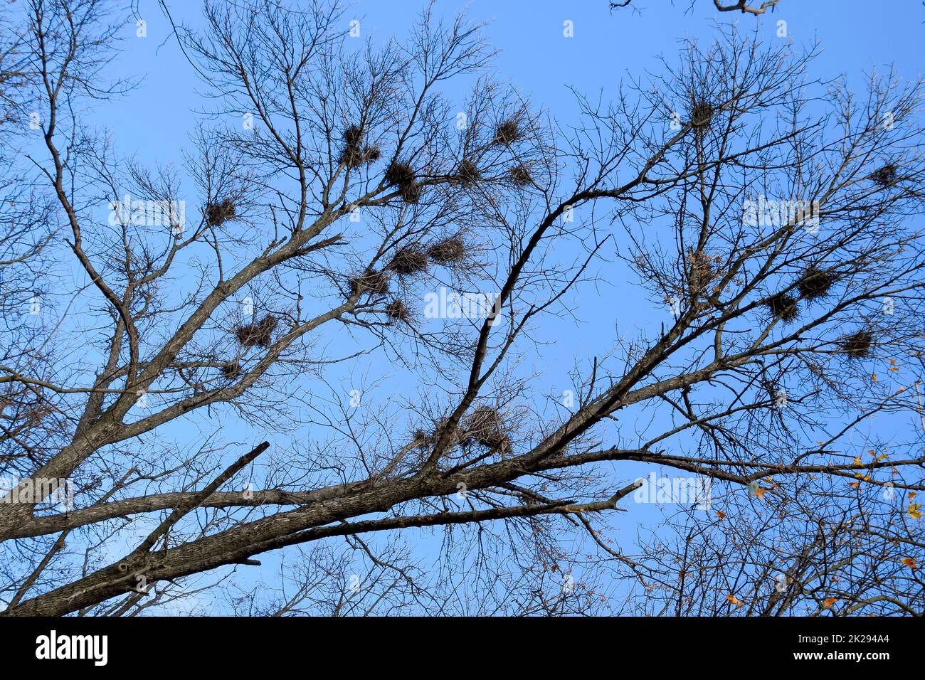Nester von Krähen auf hohe Zweige von Bäumen. Ende Herbst. Die Nester der Vögel. Stockfoto