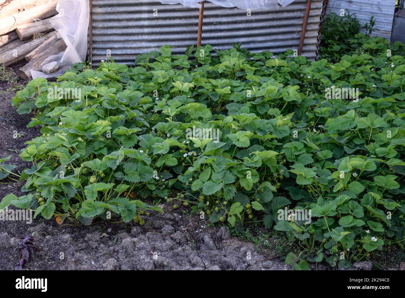 Sämlinge im Gewächshaus. Anbau von Gemüse in Gewächshäusern Stockfoto