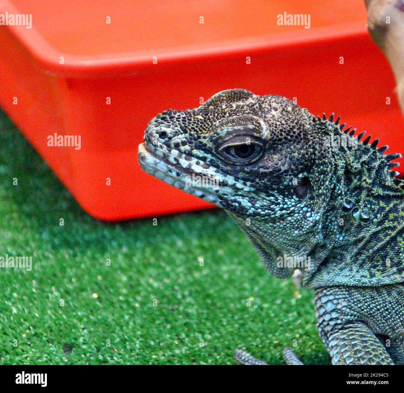 Die Segelechse (Latin. Hydrosaurus) ist eine Gattung von Eidechsen aus der Familie der Agamaceae Stockfoto