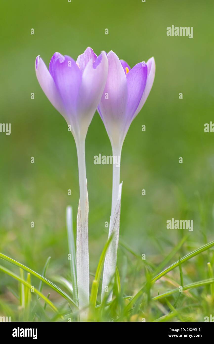 Filigrane rosa Krokusblüten in grünem Gras werden im Frühling von fliegenden Insekten wie Honigbienen oder Fliegen bestäubt, als Nahmakro mit verschwommenem Hintergrund in wilder Gartenlandschaft Stockfoto
