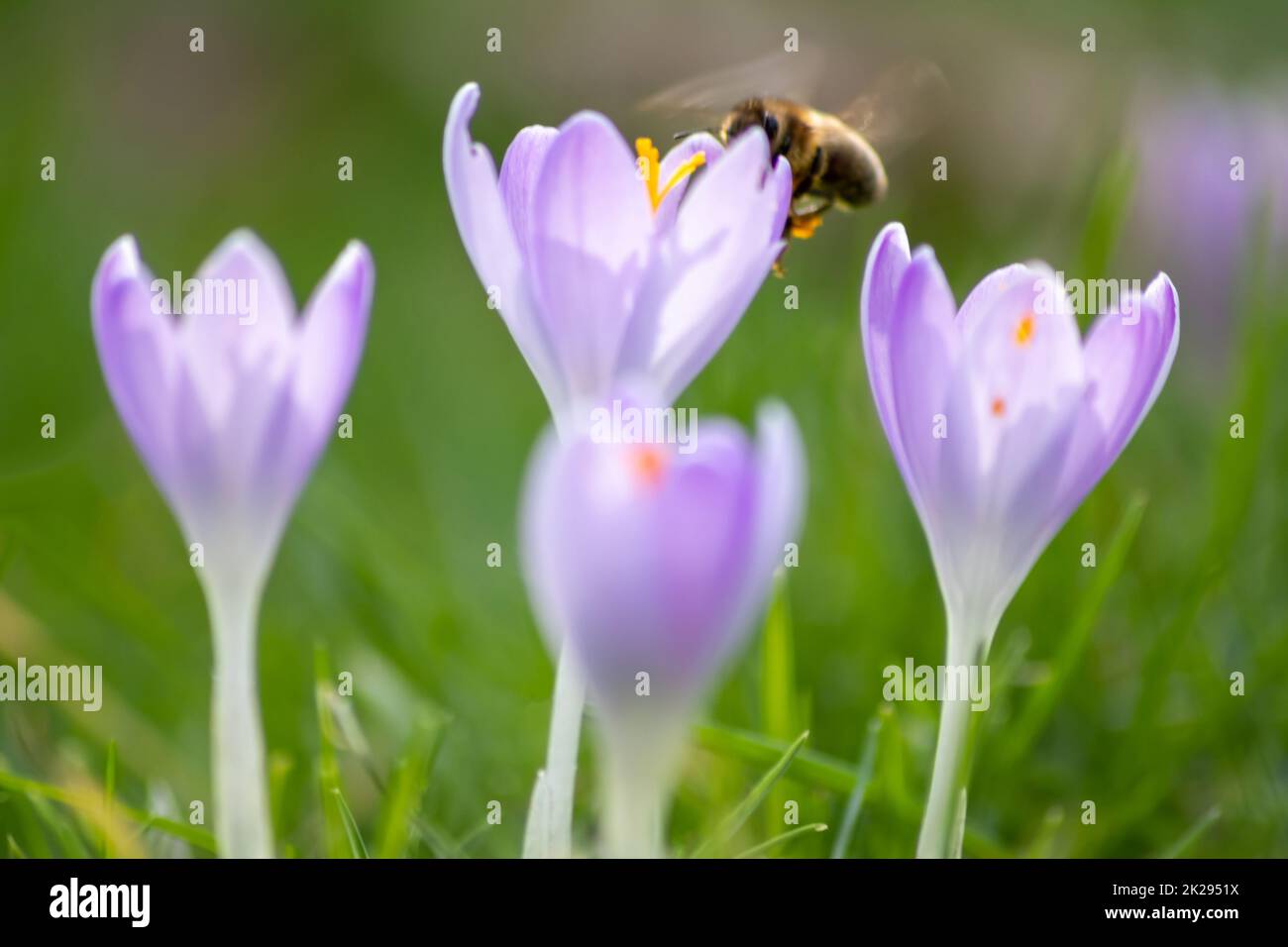 Filigrane rosa Krokusblüten in grünem Gras werden im Frühling von fliegenden Insekten wie Honigbienen oder Fliegen bestäubt, als Nahmakro mit verschwommenem Hintergrund in wilder Gartenlandschaft Stockfoto