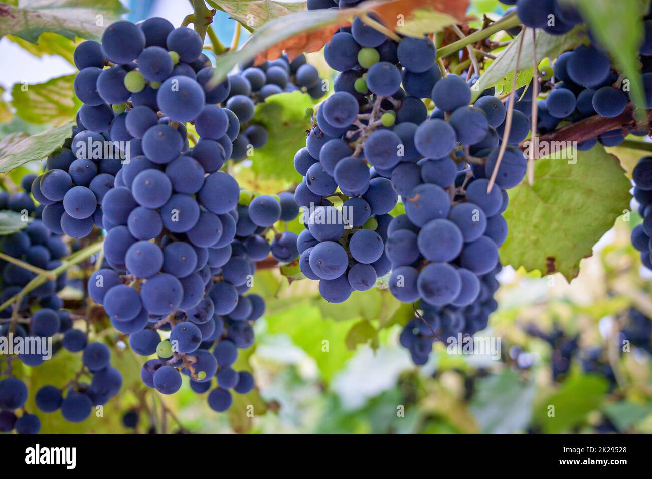 Reife Trauben am Weinstock Stockfoto