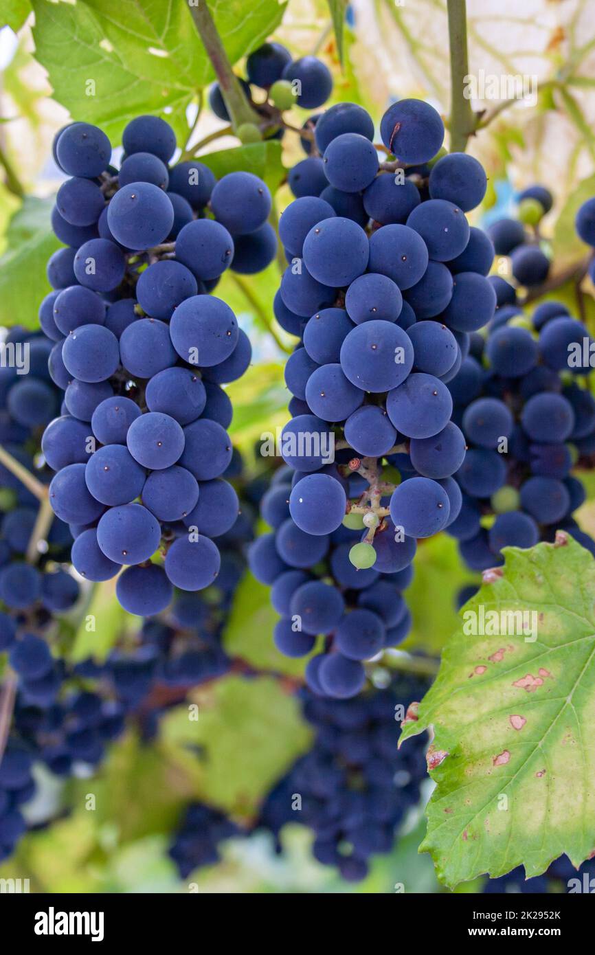 Reife Trauben am Weinstock Stockfoto