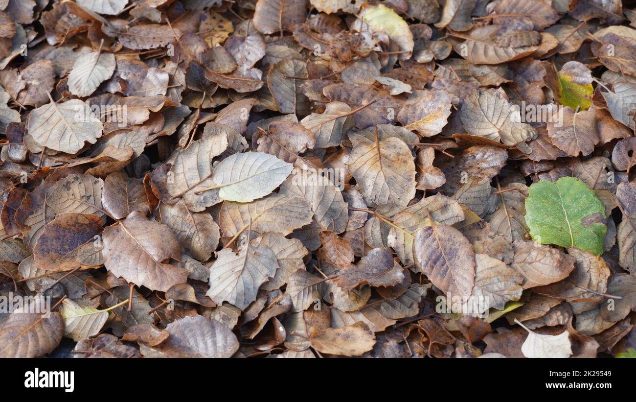 Abgefallene Blätter auf Steinen und in Wasserpfützen. Nahaufnahmen von herbstlichen Herbstblättern, natürlicher Hintergrund. Draufsicht. Stockfoto
