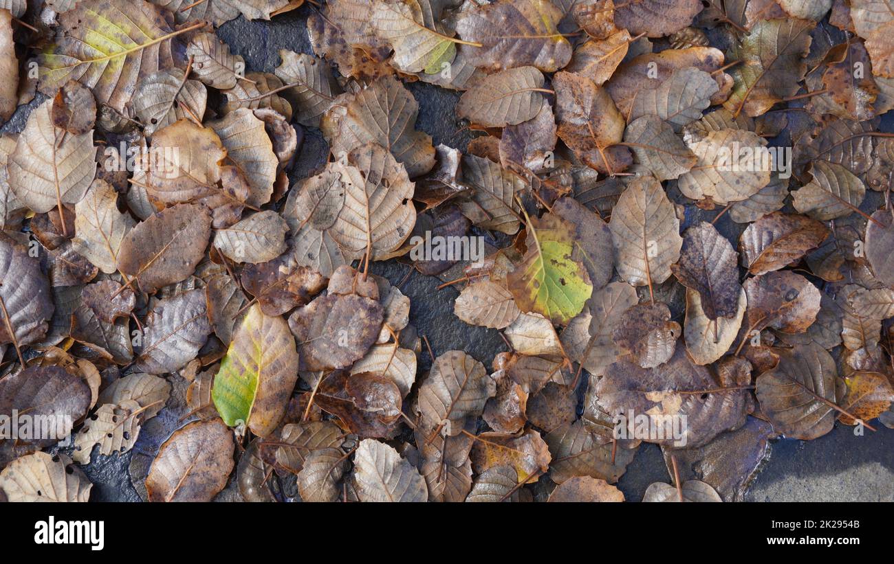 Abgefallene Blätter auf Steinen und in Wasserpfützen. Nahaufnahmen von herbstlichen Herbstblättern, natürlicher Hintergrund. Draufsicht. Stockfoto